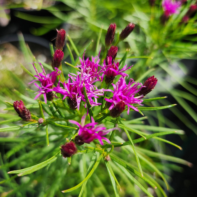 Vernonia lettermannii Iron Butterfly 