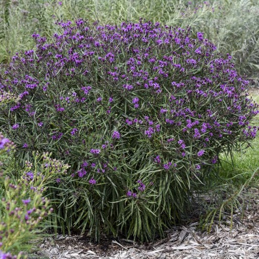 Vernonia Prairie Princess PW