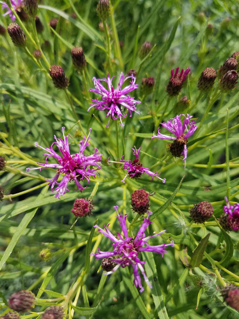 Vernonia Summer’s Surrender 