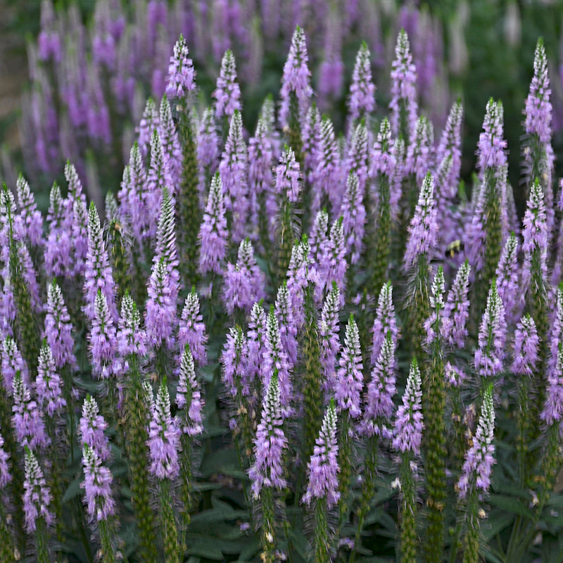 Veronica Lavender Lightsaber 