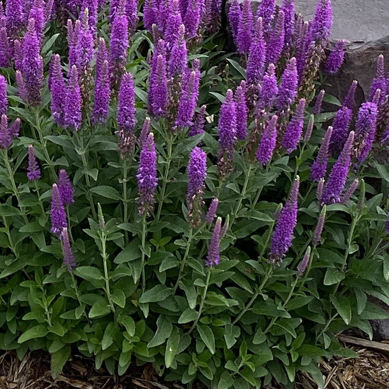 Veronica Purplegum Candles 