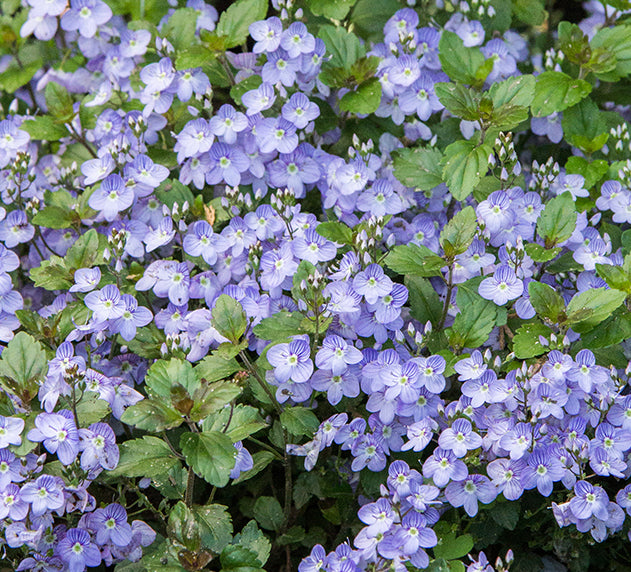 Veronica Waterperry Blue 