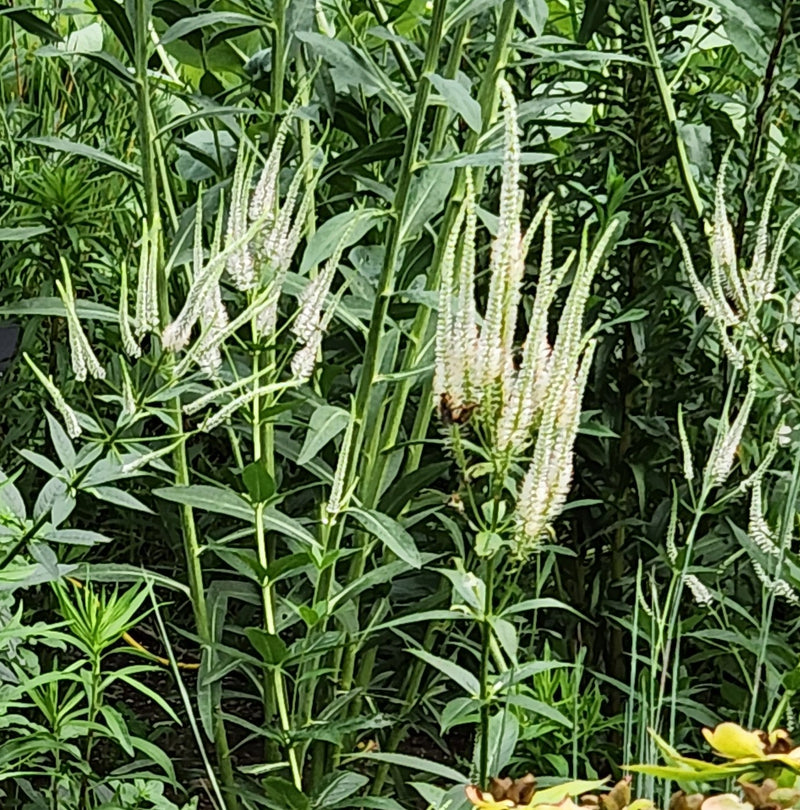 Veronicastrum virginicum 