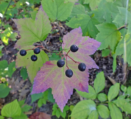 Viburnum acerifolium 