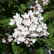 Viburnum x burkwoodii Mohawk 