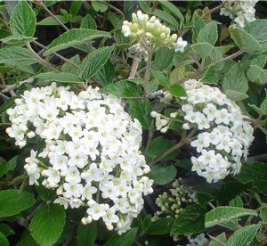 Viburnum burkwoodi 