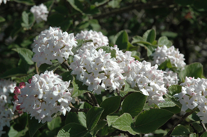 Viburnum carlesii 