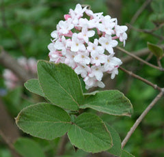 Viburnum x Cayuga 