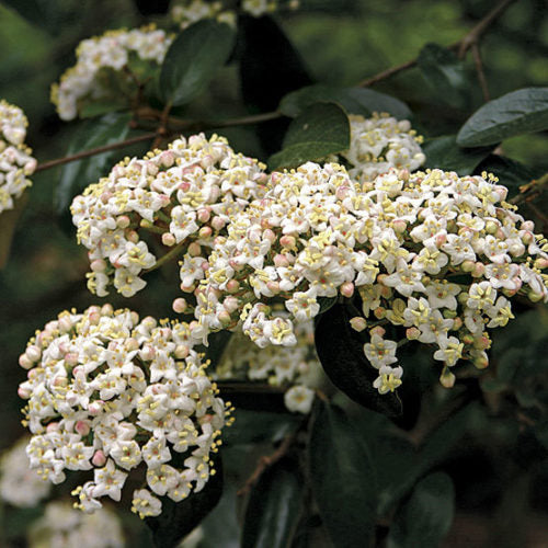 Viburnum x Conoy 