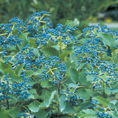 Viburnum d Blue Muffin 