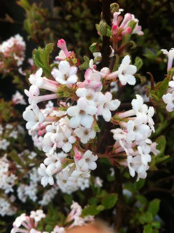 Viburnum farreri Nanum 