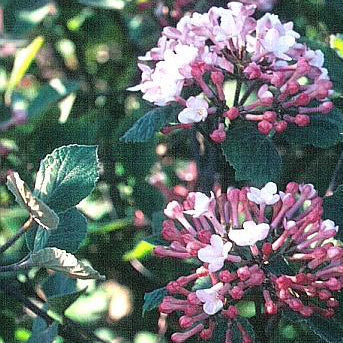 Viburnum juddii 2&