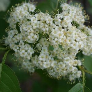 Viburnum l Homefree TF 