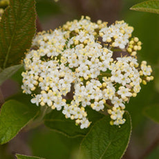 Viburnum l Mohican 