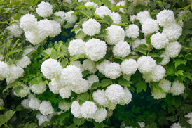 Viburnum op sterile 