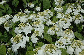 Viburnum pli Newport 