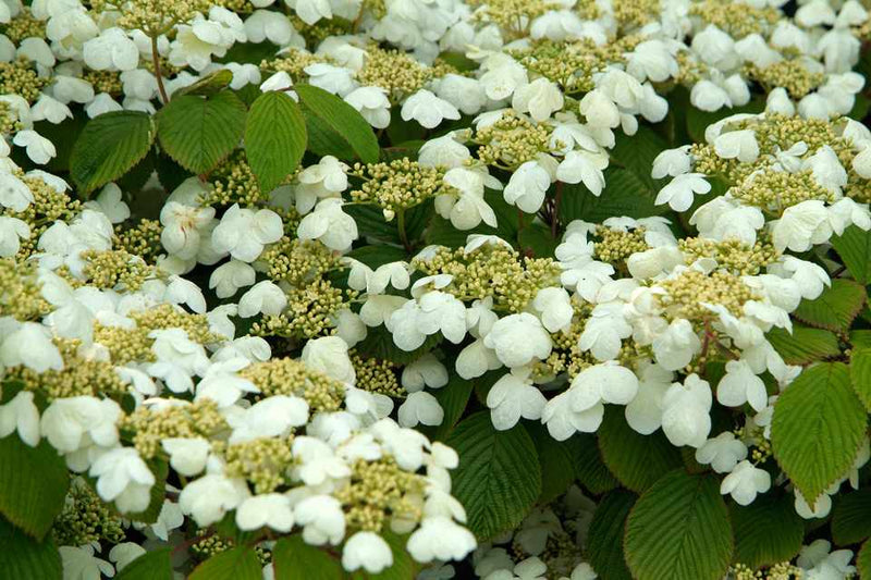 Viburnum pli Mariesi 