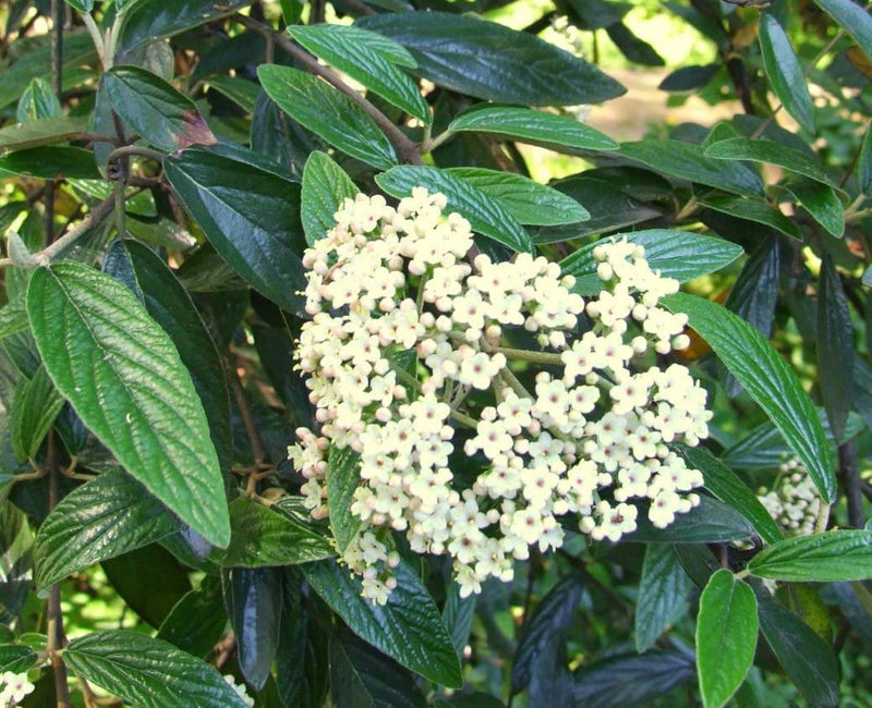 Viburnum x pragense 