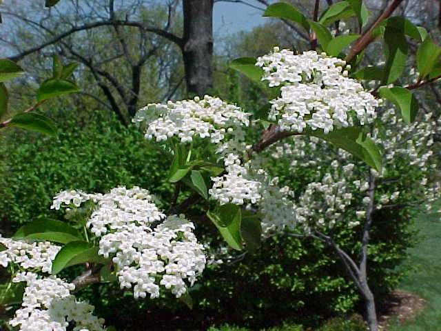 Viburnum prun Dark Tower TF 