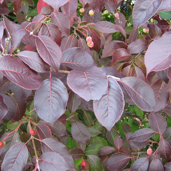 Viburnum prun Forest Rouge 