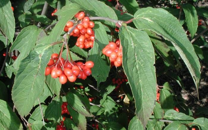 Viburnum setigerum 