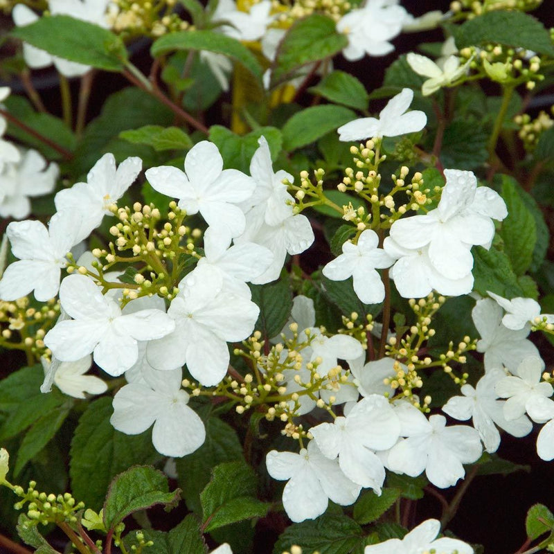 Viburnum pli Summer Snowflake 