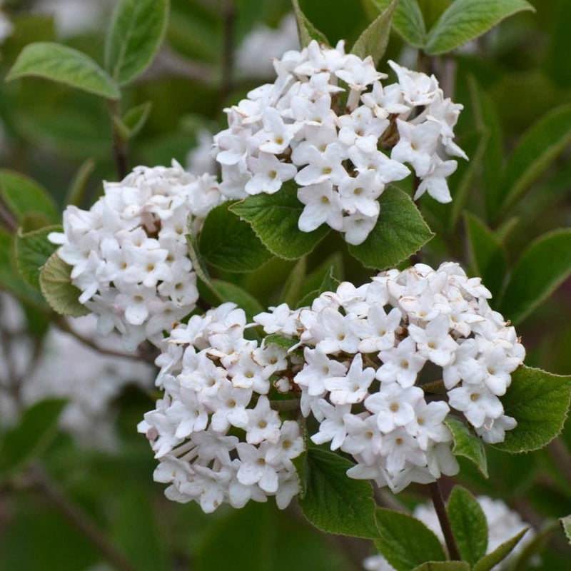 Viburnum car Spice Baby 