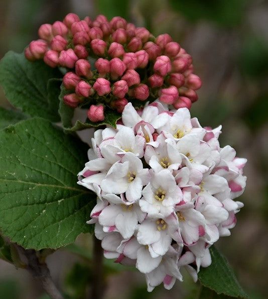 Viburnum car Spice Island 