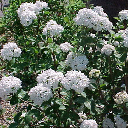 Viburnum car Compacta 18" (C)