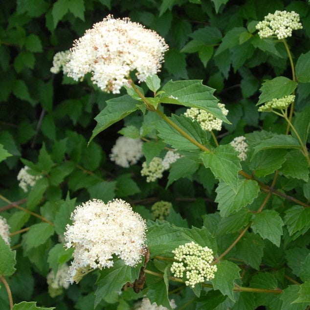 Viburnum dentatum 