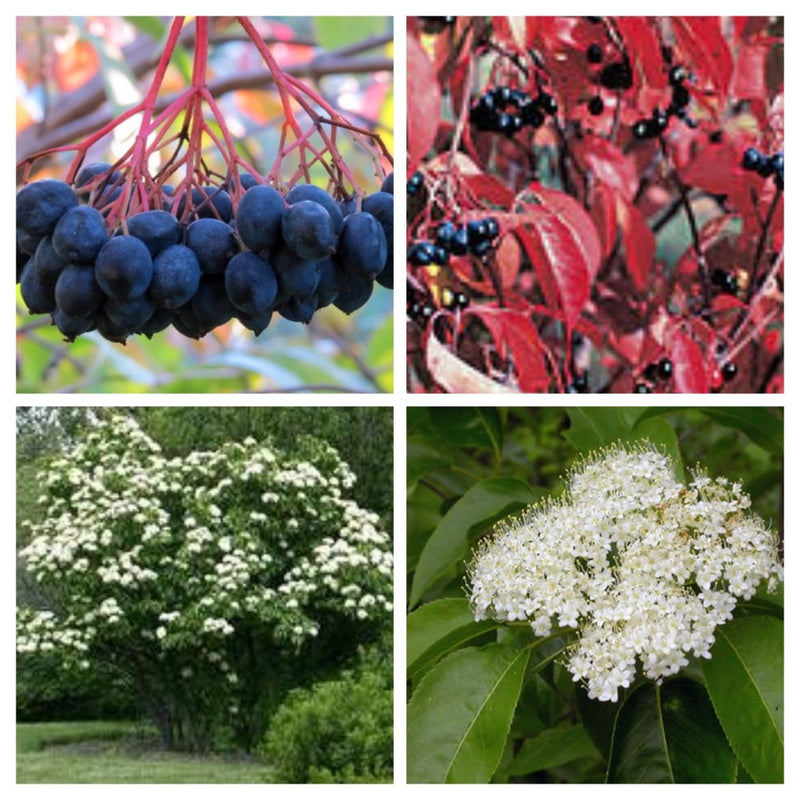 Viburnum lentago 