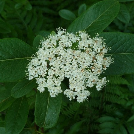 Viburnum nudum 