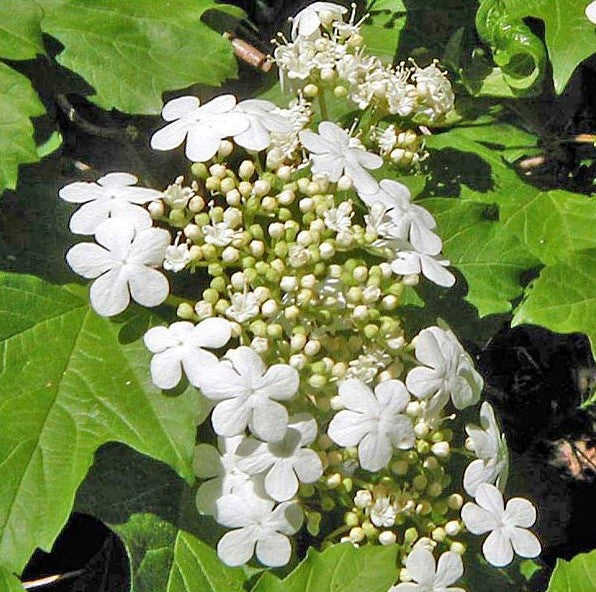 Viburnum op compactum 