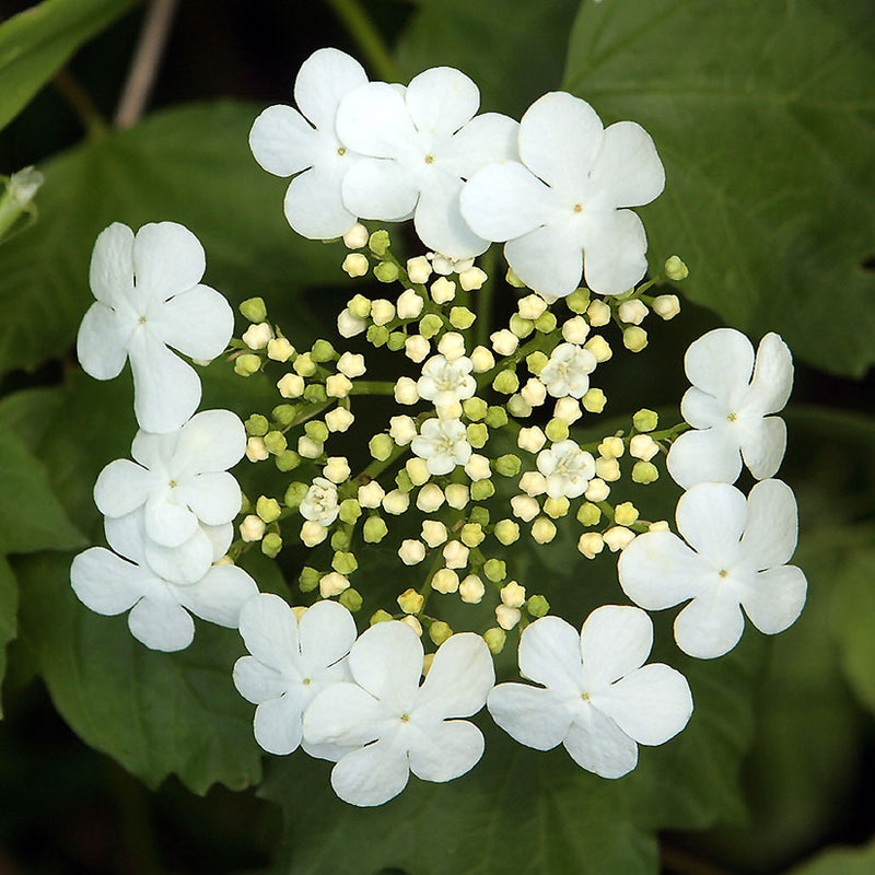 Viburnum trilobum 