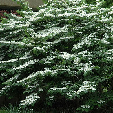 Viburnum pli Shasta 