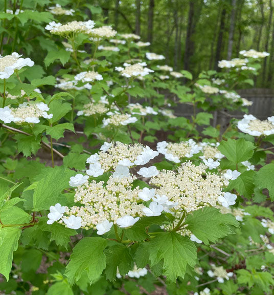 Viburnum tri Wentworth 