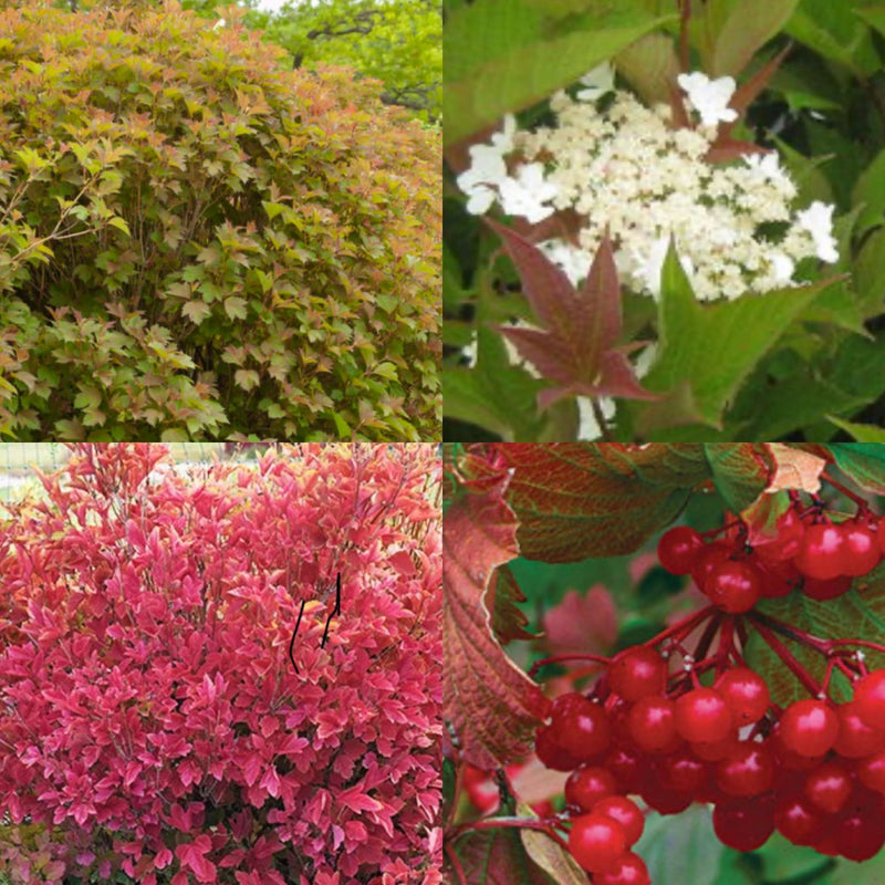 Viburnum tri Baily Compact 