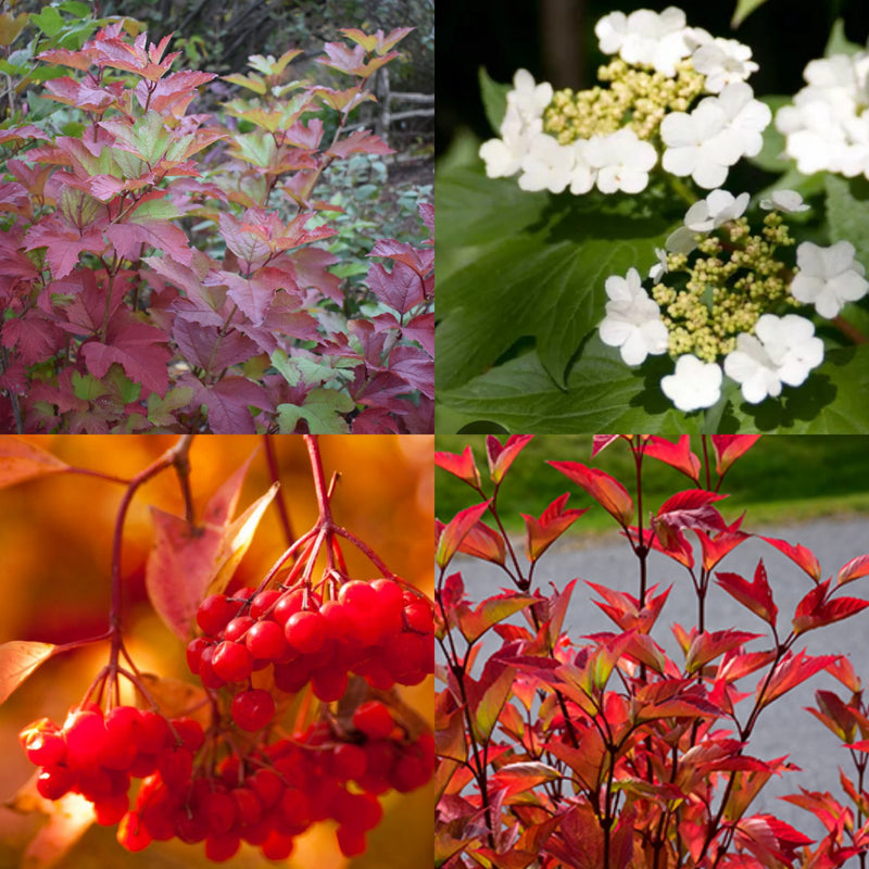 Viburnum tri Red Wing 