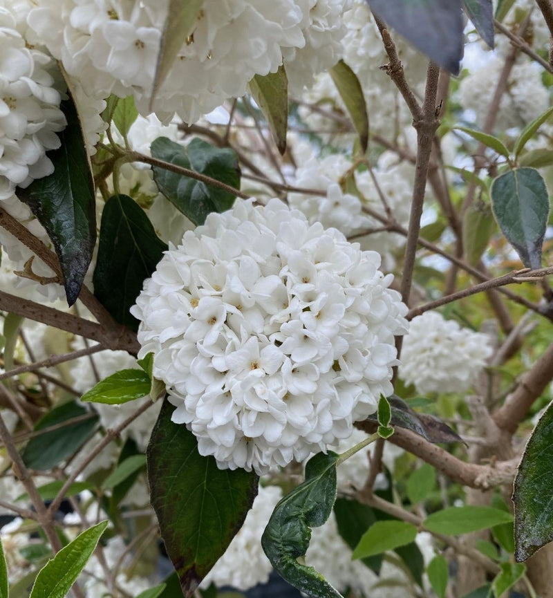 Viburnum utile Eskimo 