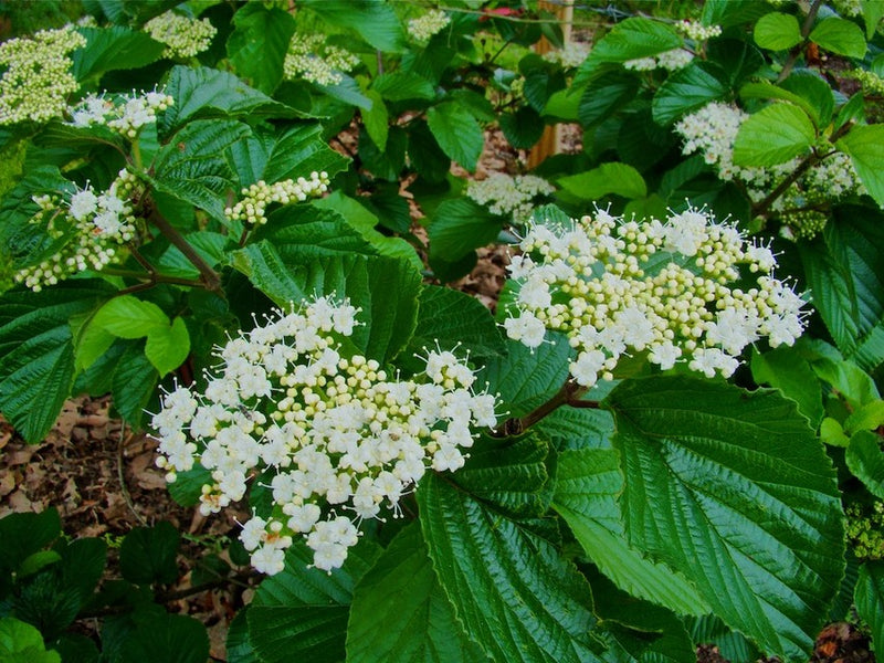 Viburnum wrightii  C.A.Hildebrant&