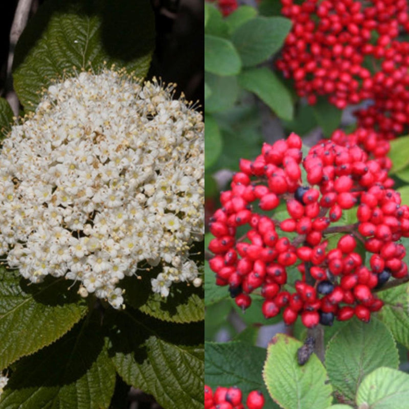 Viburnum x rhy Red Balloon 