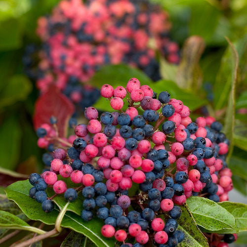 Viburnum n Brandywine 