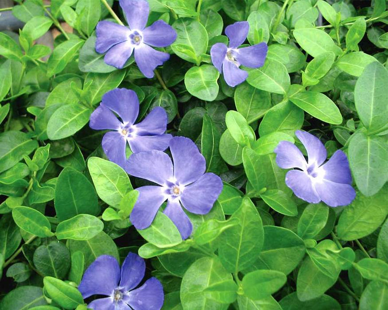 Vinca minor 1 qt