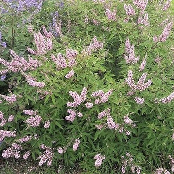 Vitex Galactic Pink 