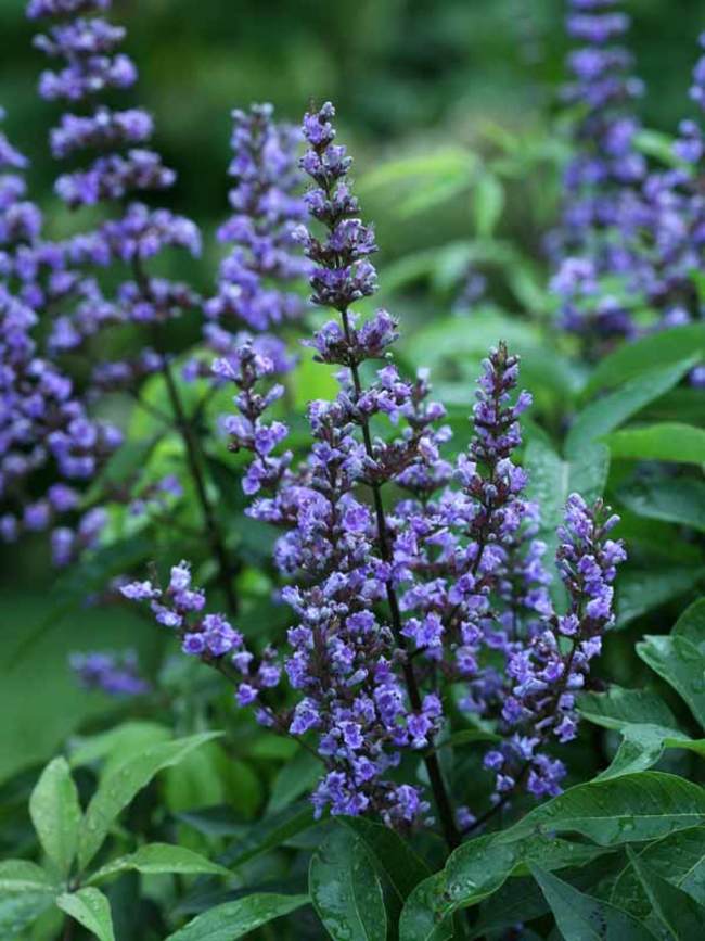 Vitex a-c Blue Diddley 