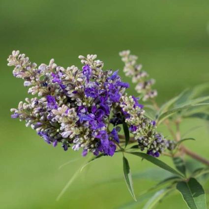 Vitex a-c Blue Puffball 