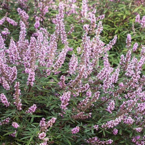 Vitex a-c Pink Pinnacle 