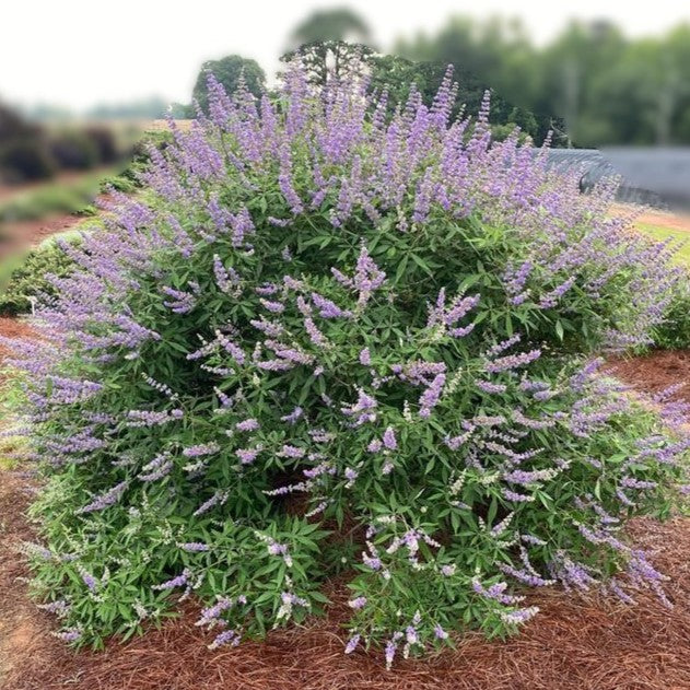Vitex a-c Queen Bee 