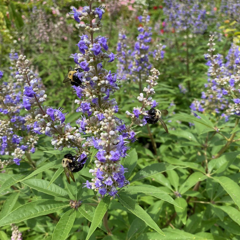 Vitex a-c Shoal Creek 