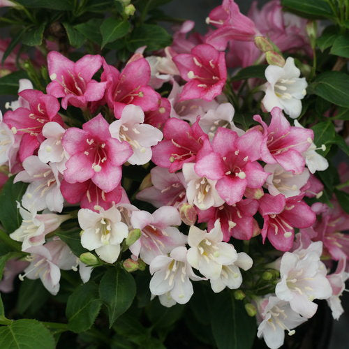 Weigela fl Czechmark Trilogy 